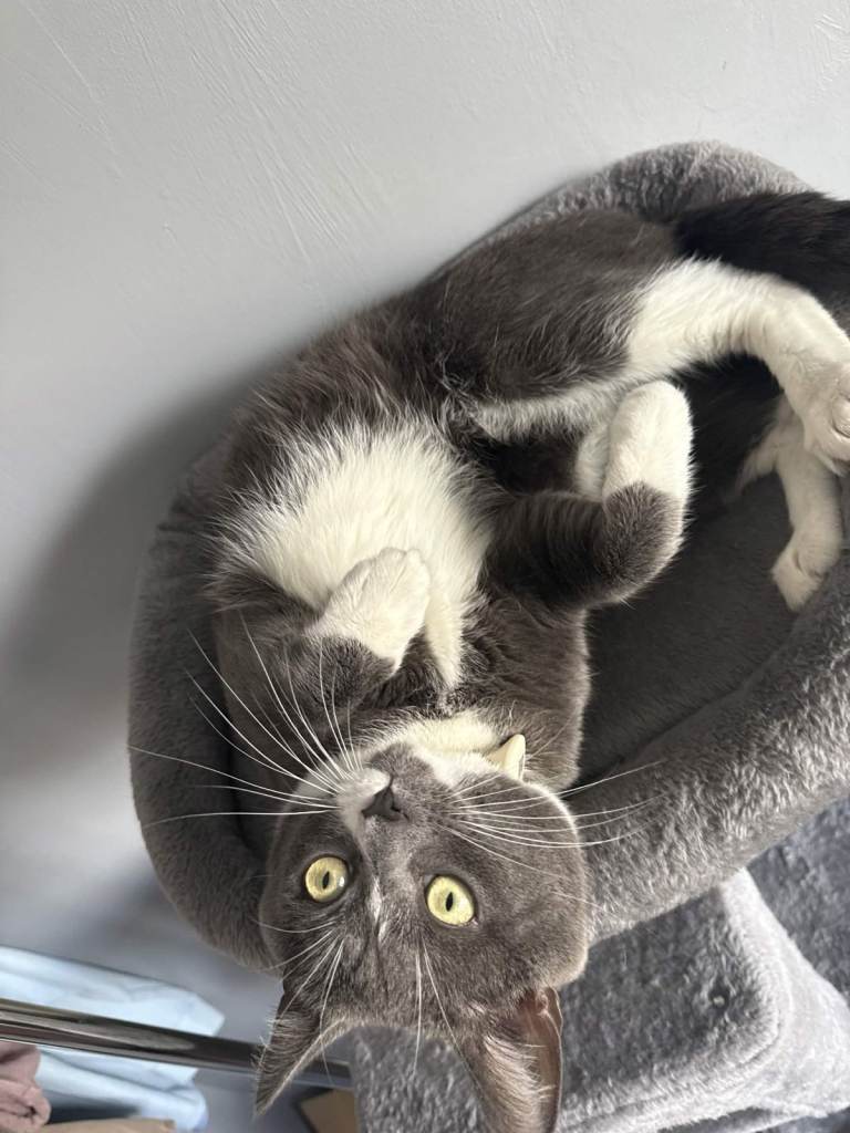 1X Male 18 month old cat 