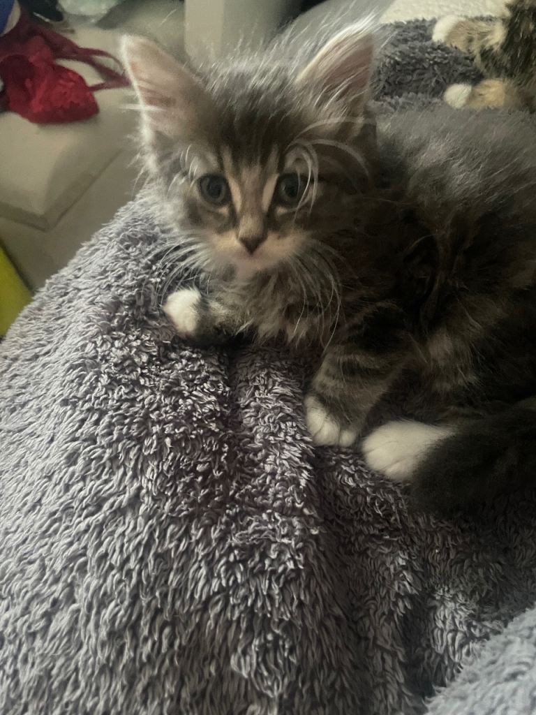 Kittens