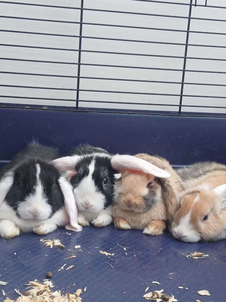 4 x mini lops