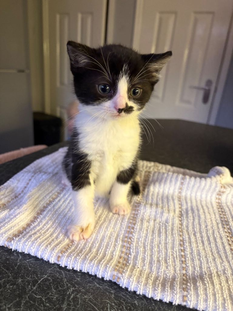 Adorable Kittens Ready for Their New Homes from 15/12/25 – Playful & Loving!