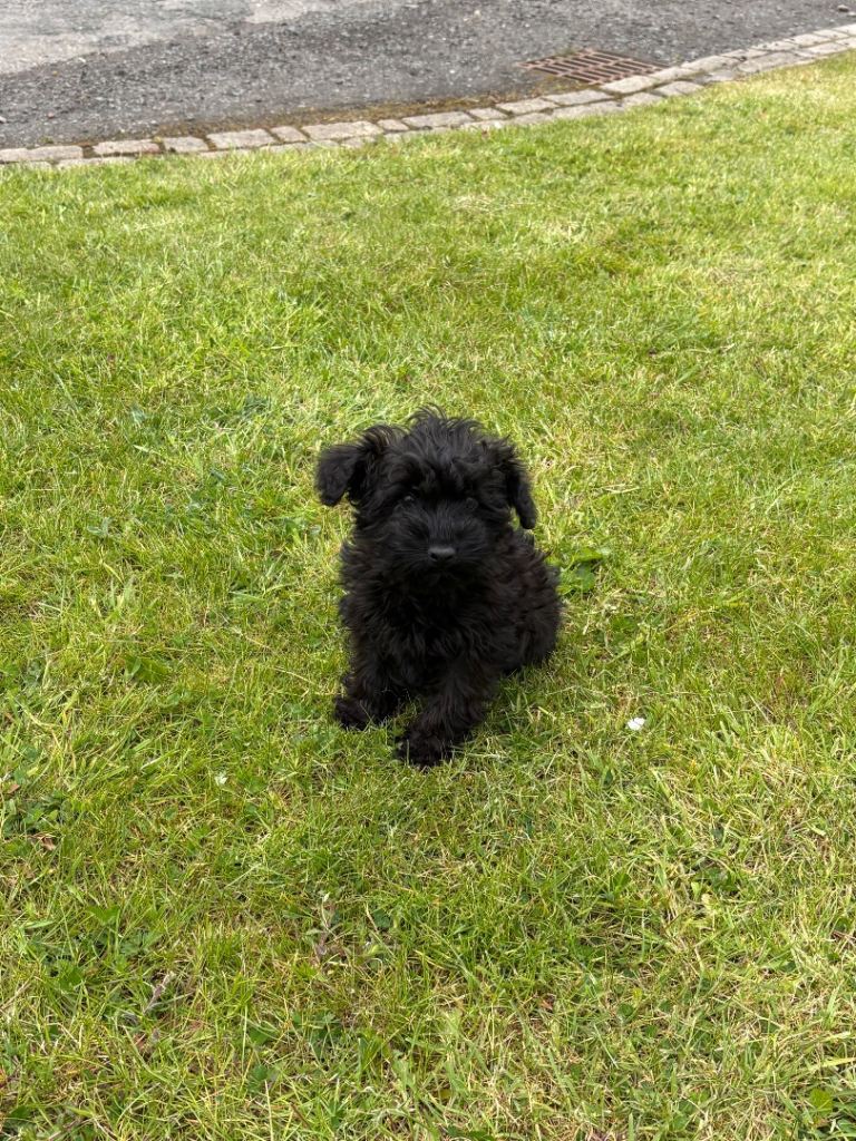 MINIATURE SCHNAUZER Kennel club reg