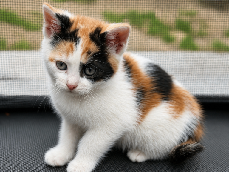 🐾 4 Adorable Maine coon x Kittens – Ready for Loving Homes 🐾