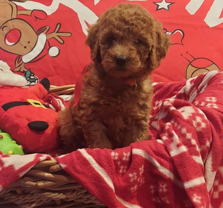 Cockapoo puppies 
