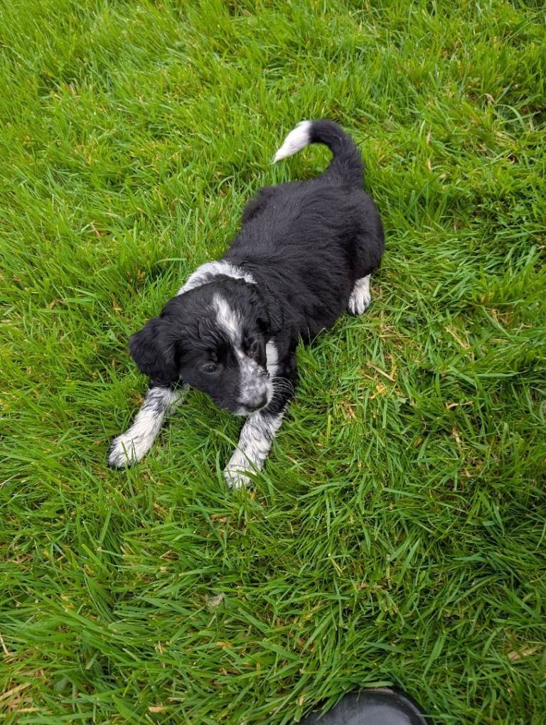 Beautiful cocker spaniel X border collie puppies 