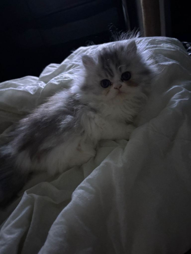Beautiful female Persian kitten