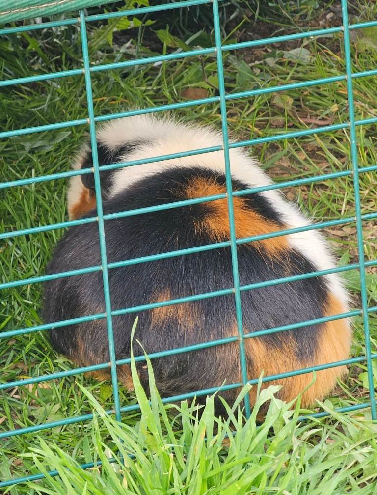 Male funky haired guinea pig 8 weeks old