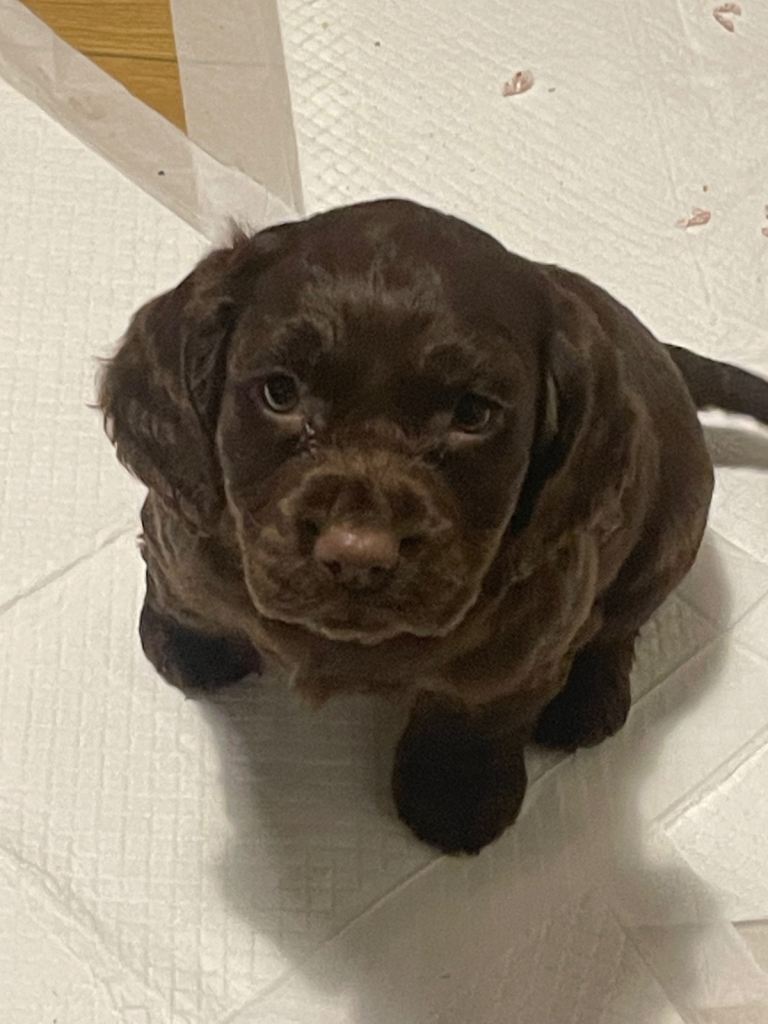 Cocker spaniel puppies