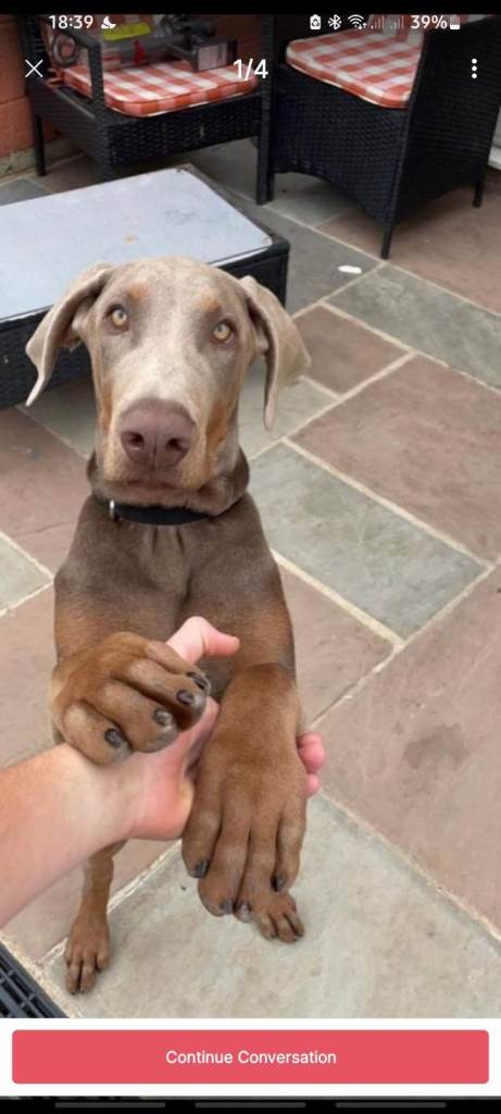 Forn Doberman 