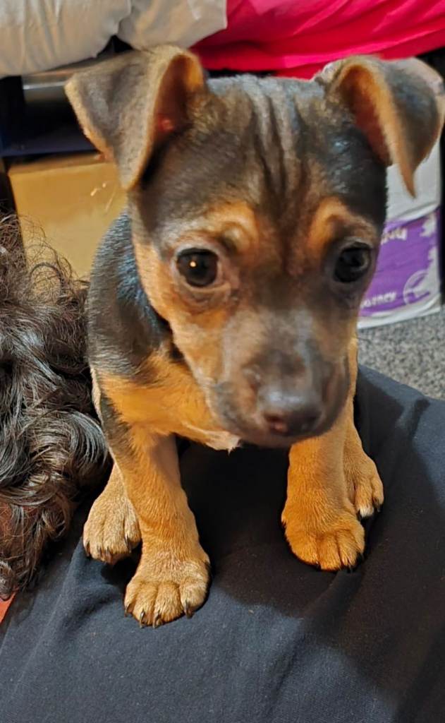 Jackchi 12 weeks old male £550