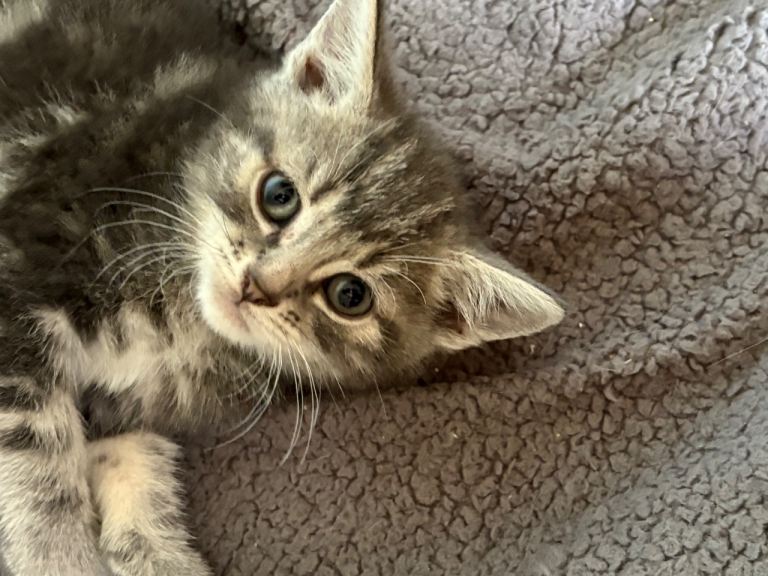Kittens