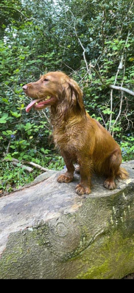 One boy miniature f1 cockapoo | in Cwmbran, Torfaen | Gumtree