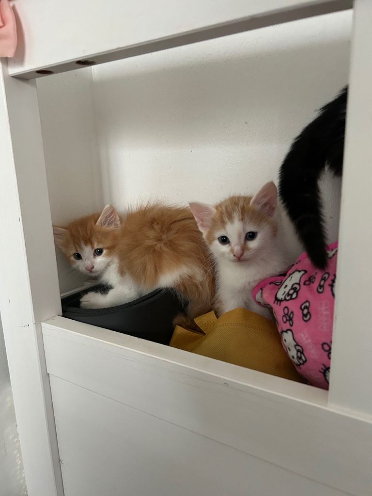 baby kittens need to be sold IMMEDIATELY 
