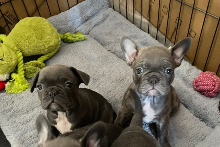 female French bulldog puppy’s girls only left 