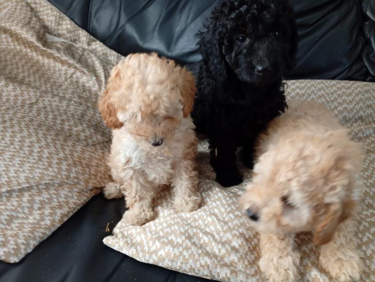 Cacapoo puppies 