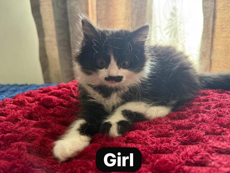 2 Mixed gender kittens for sell -serious enquires please
