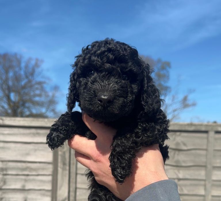 🐩🩶 Beautiful Toy Poodle Puppies – Family Raised 🐾 Ready for Their Forever Homes This Weekend🐾