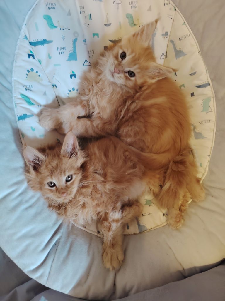 Maine Coon kittens 