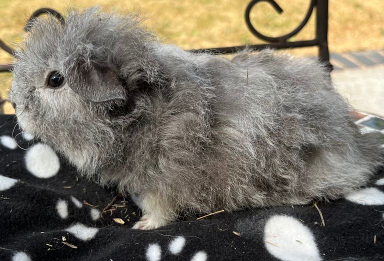 Guniea pig