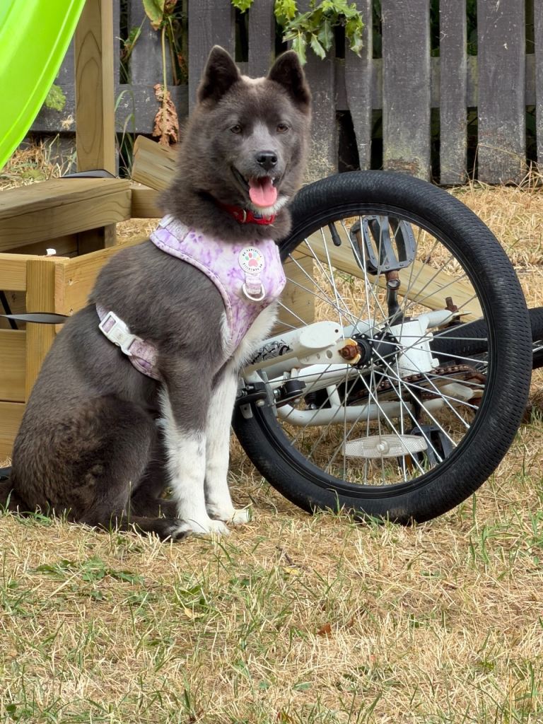 7month old puppy 