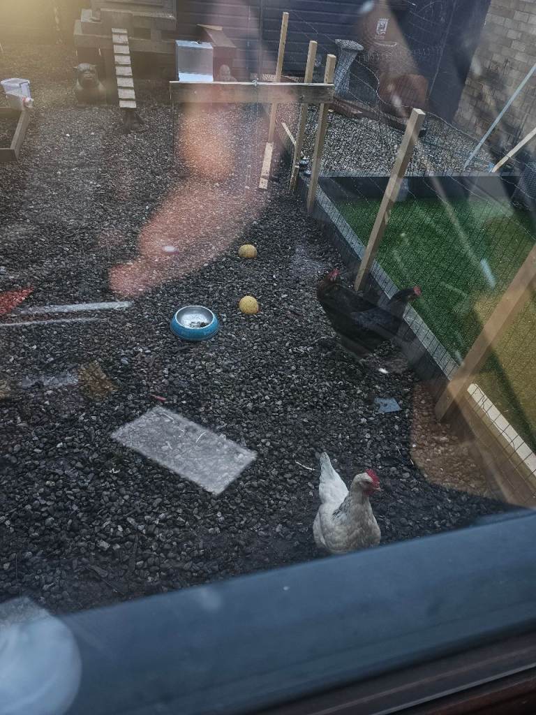 4 hens for sale plus feeder water  bowel and food