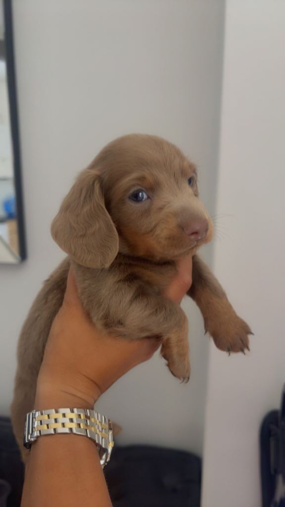 Miniature Long Hair Dachshunds 