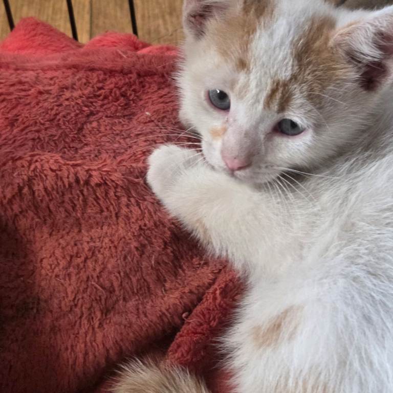  Turkish Van cross kittens 