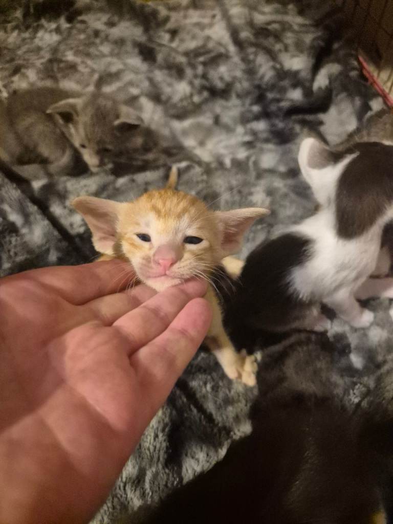 Pedigree Oriental kittens 