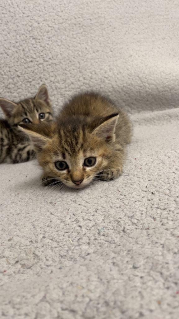 4 kittens for sale!