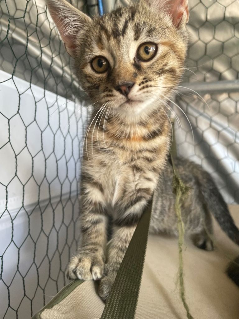 Half bengal kittens 