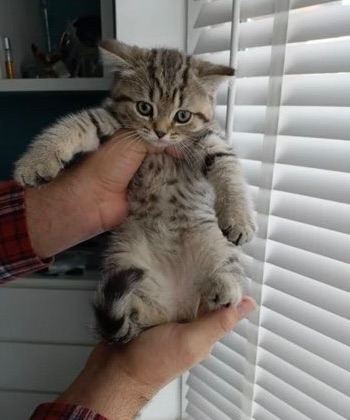 Gorgeous British shorthair 