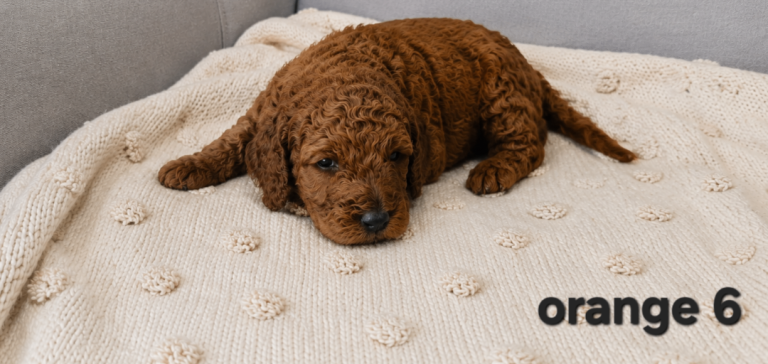 Cockapoo 