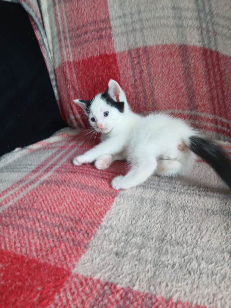 Kittens