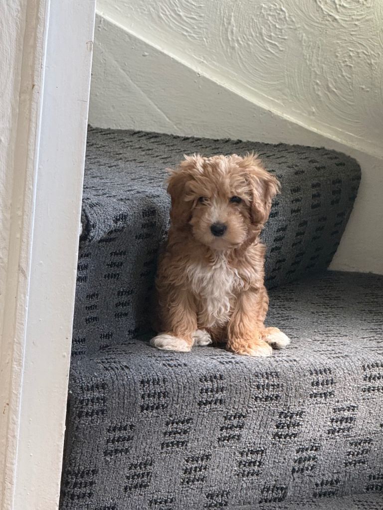 Cockapoo puppy