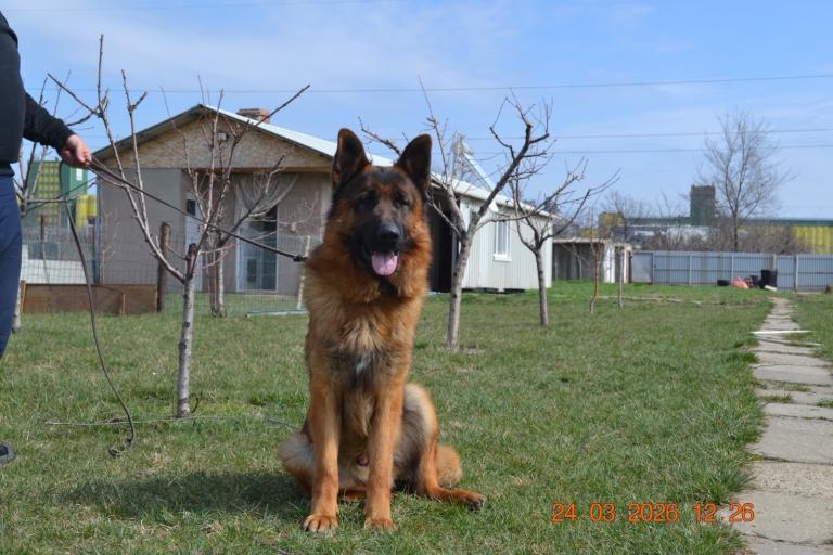 German shepherd dog
