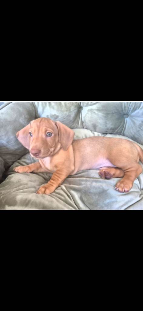 7 miniture Dachshund puppys 