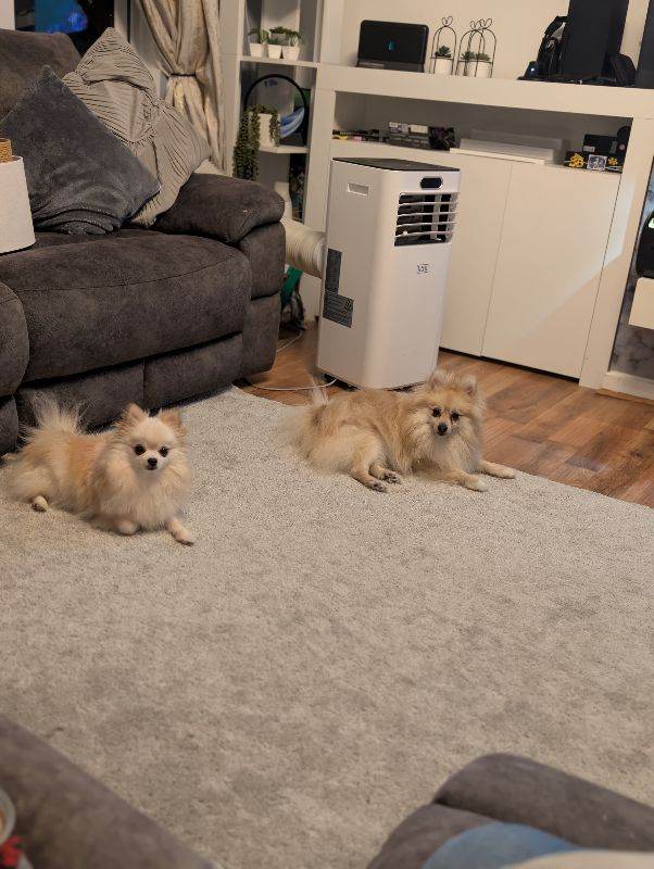 Teddy & Nyla – £1,500 for Both