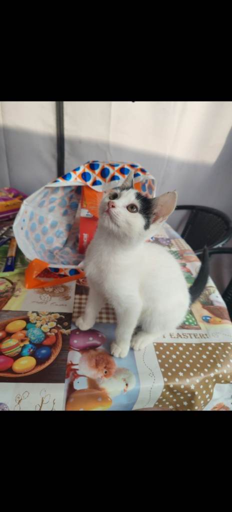 10 weeks kittens 