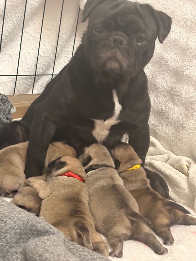 Pug Puppies