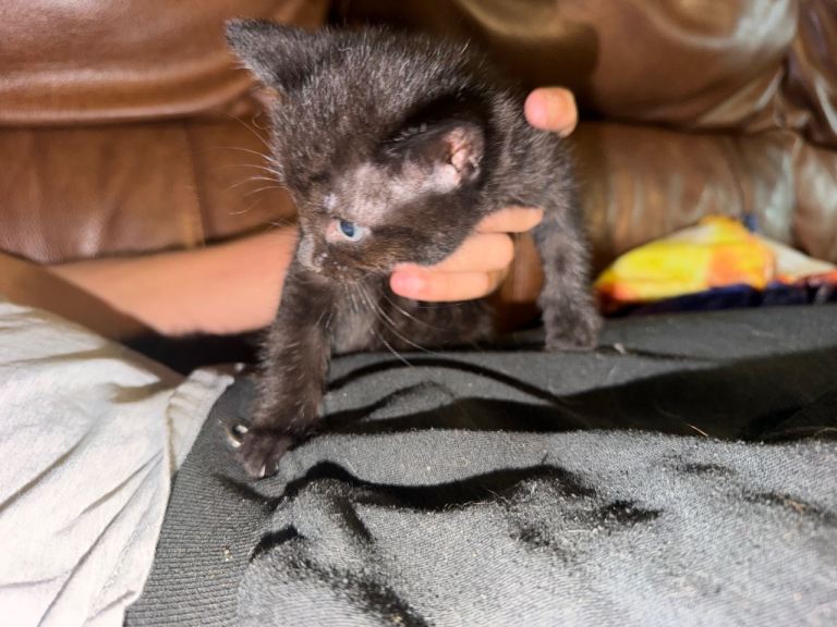 Kittens 