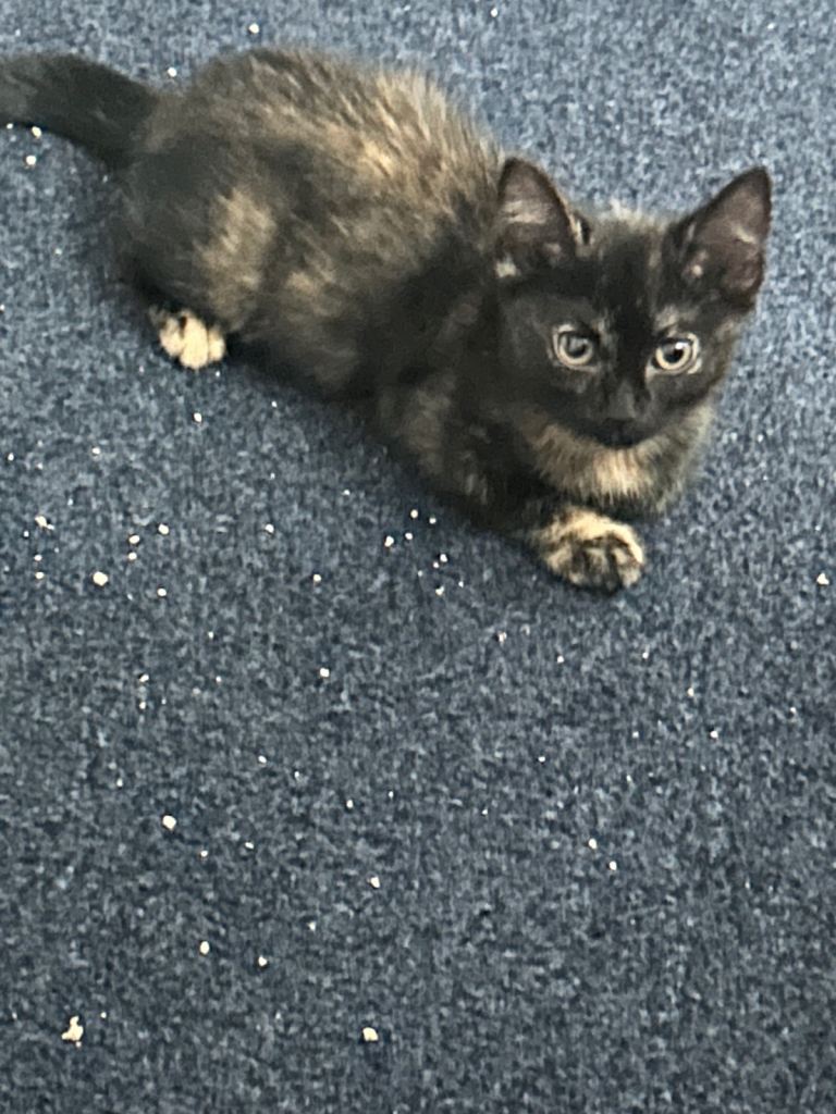 Kittens for sale