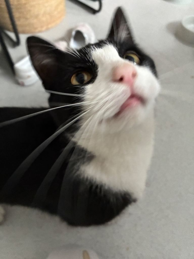 Phil is Looking for His Forever Home ❤️