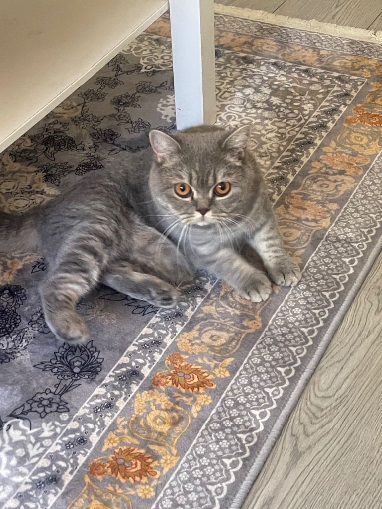 British shorthair 