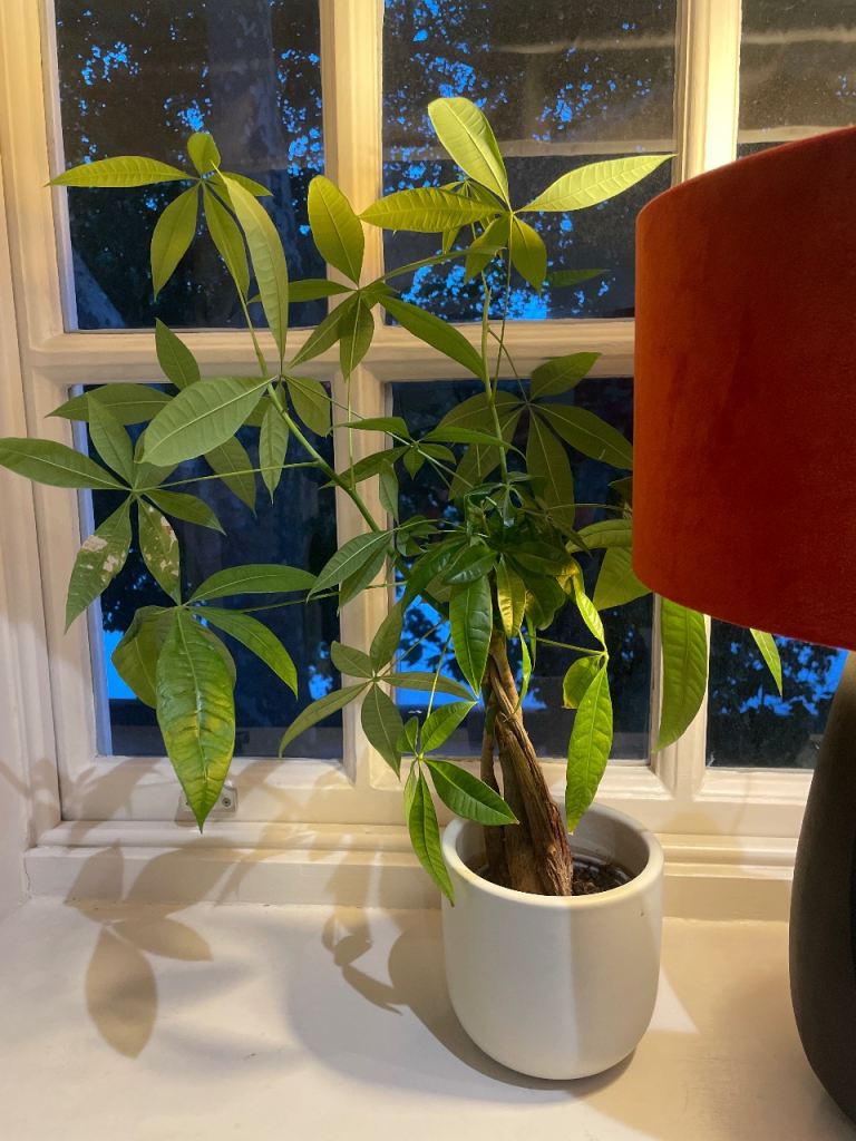 Healthy Money Tree Plant in White Pot