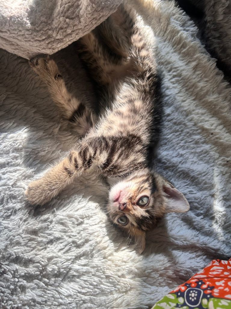 2 black short hair domestic kittens / 2 tabby kittens 
