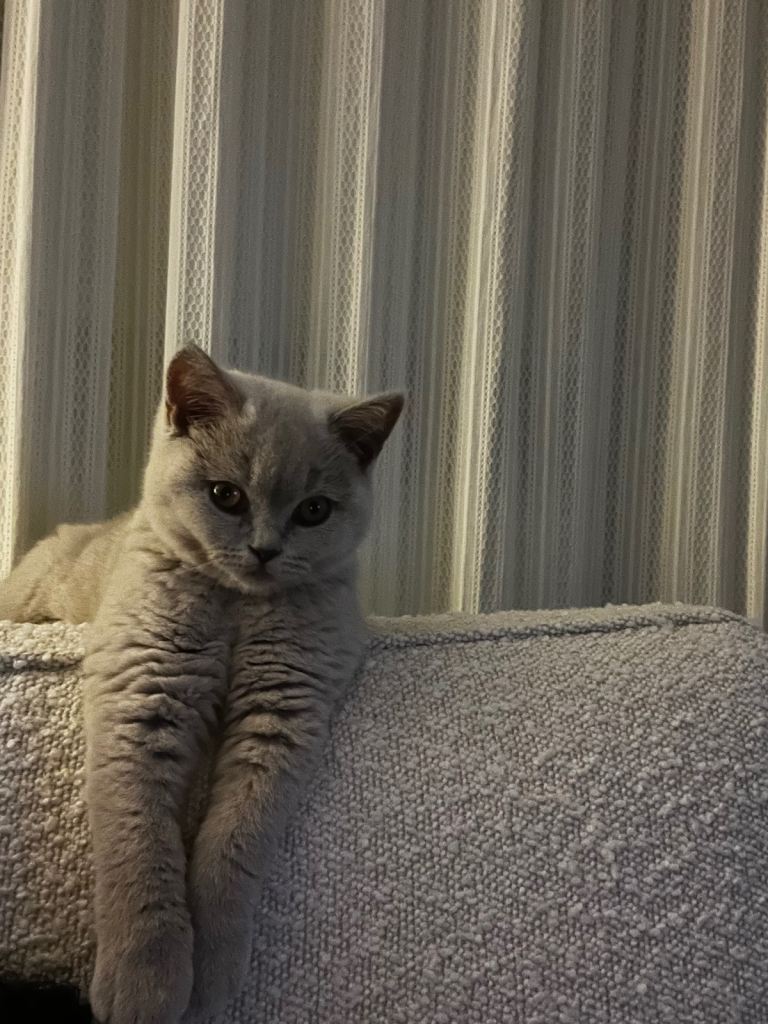 British shorthair kitten * rare fawn* colour 