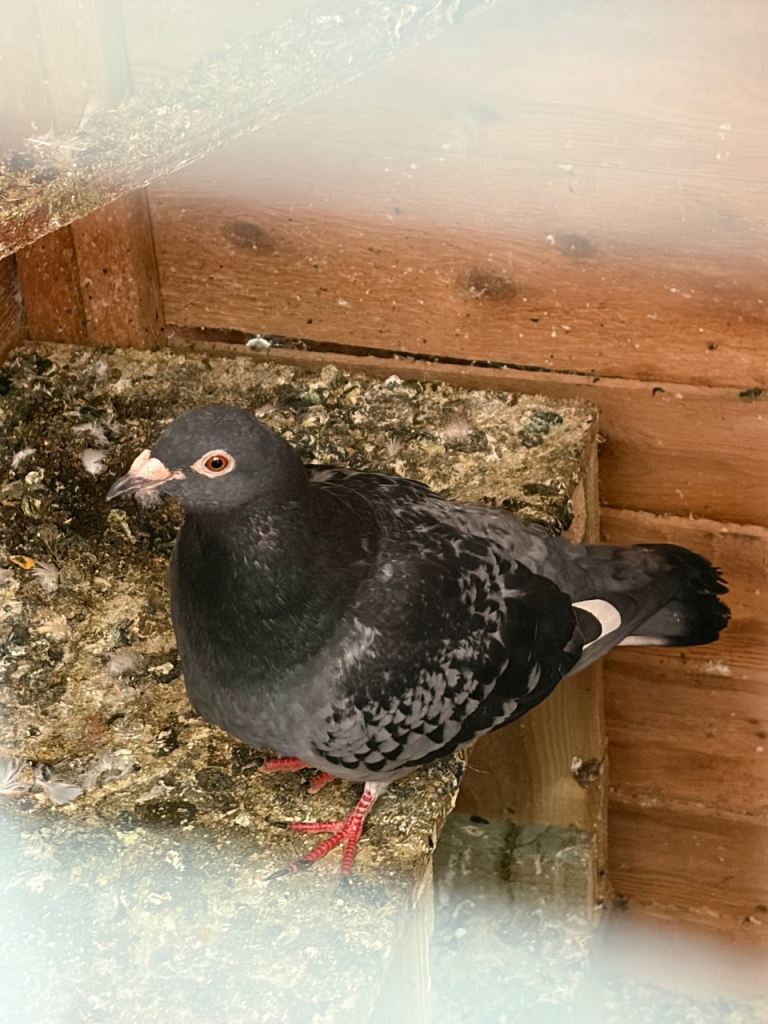 Pigeons free free!!