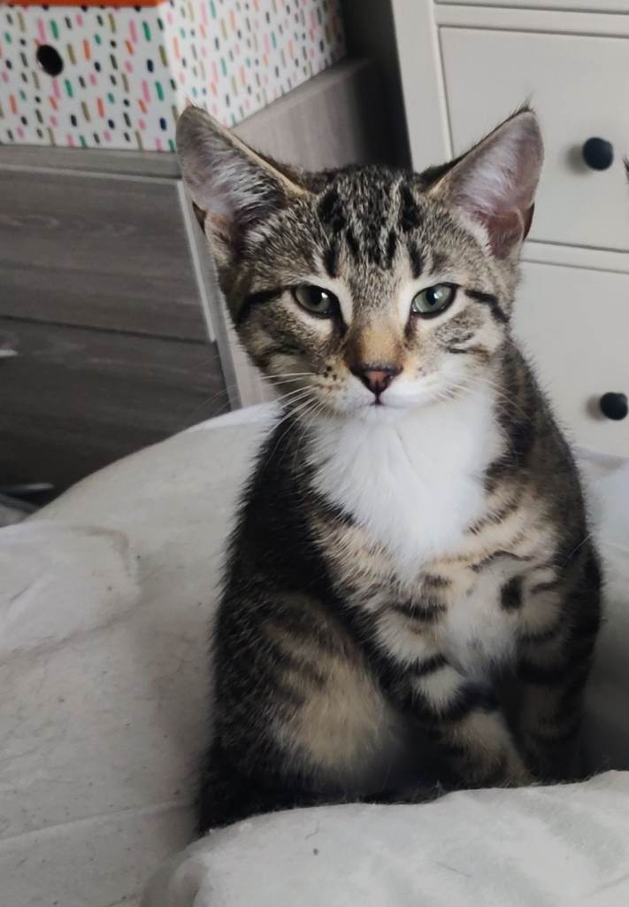 Last kitten left 