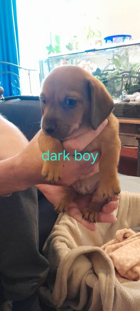 Adorable mix breed Puppies Looking for Loving Homes