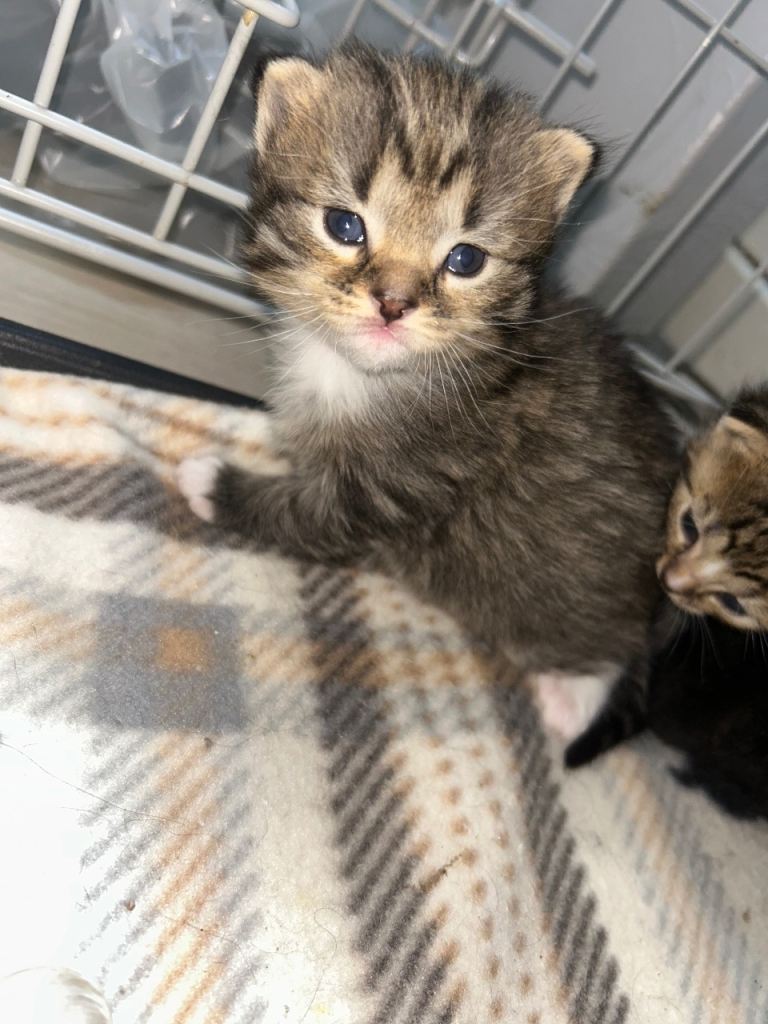 Beautiful kittens for sale 