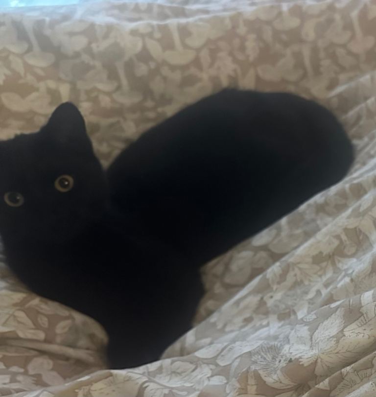New home for riffy